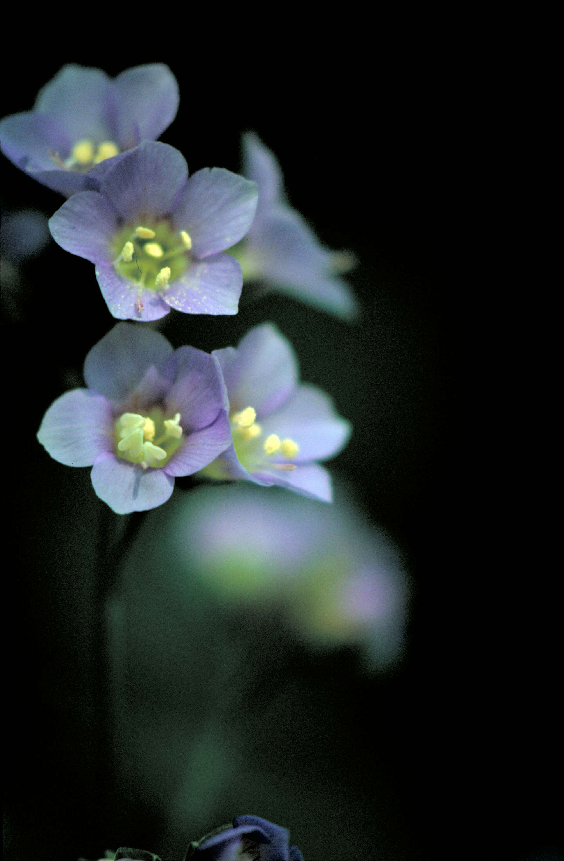 Image de Polemonium vanbruntiae Britton