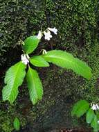 Sivun Streptocarpus parviflorus Hook. fil. kuva