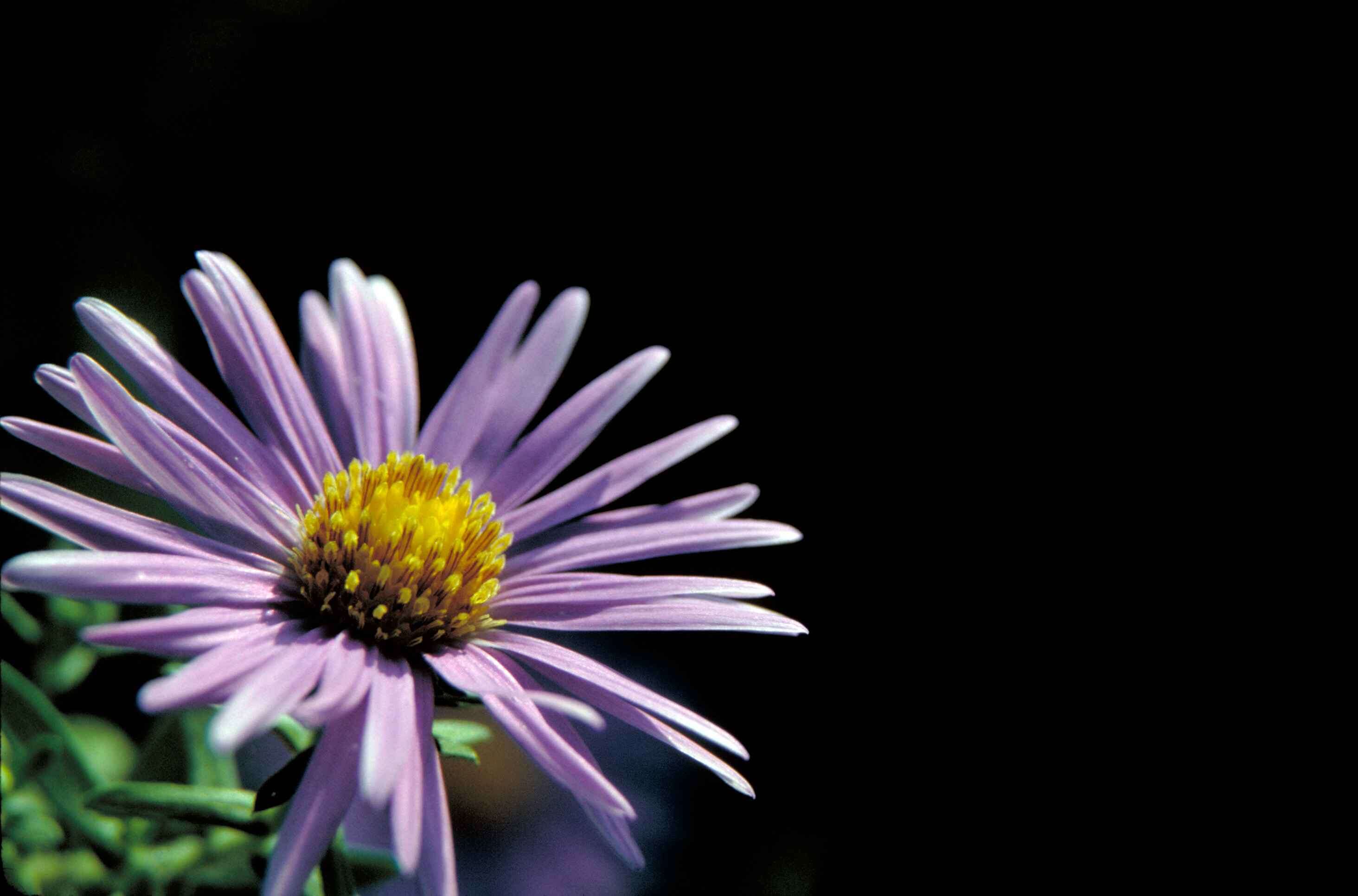 Image of Michaelmas daisy