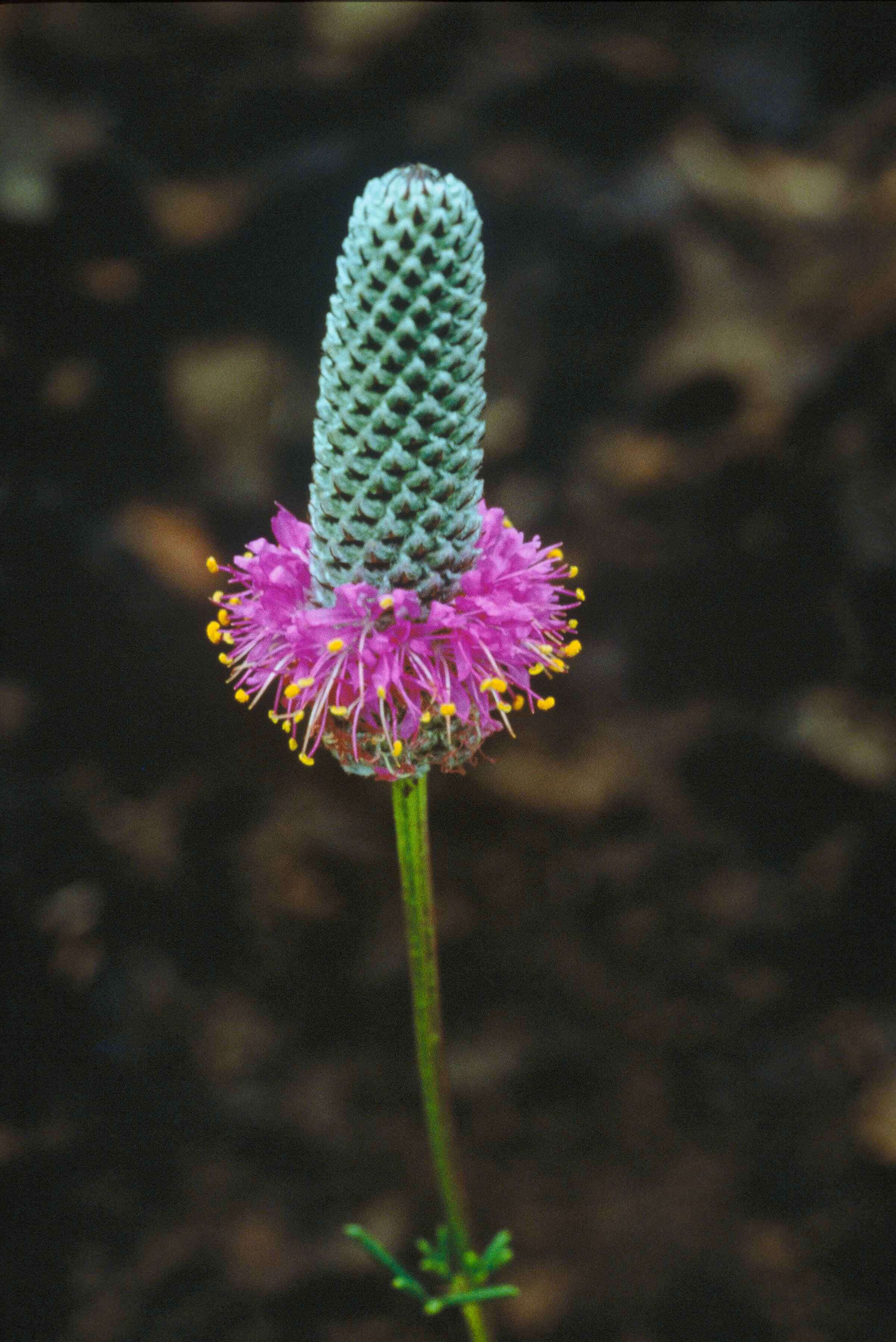 Image of purple prairie clover