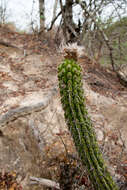 Imagem de Echinopsis quadratiumbonata (F. Ritter) D. R. Hunt