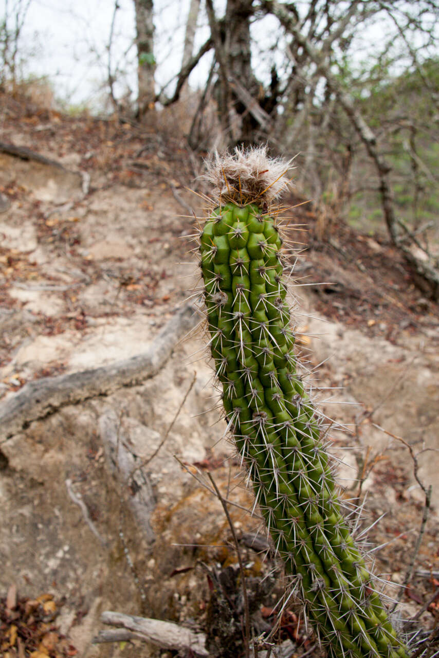 Image of Echinopsis quadratiumbonata (F. Ritter) D. R. Hunt