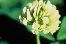 Imagem de Trifolium stoloniferum Muhl.