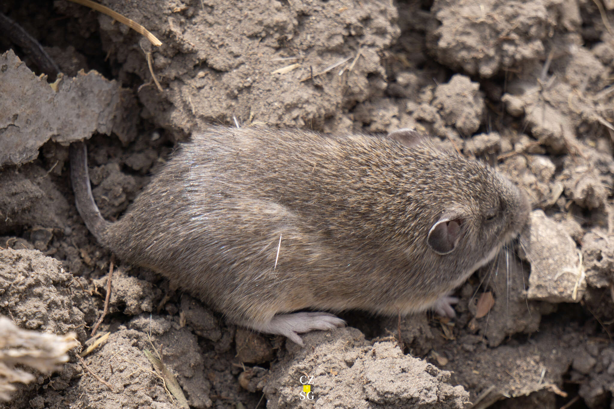 Image of Mexican spiny pocket mouse