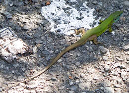 Image of green lizard