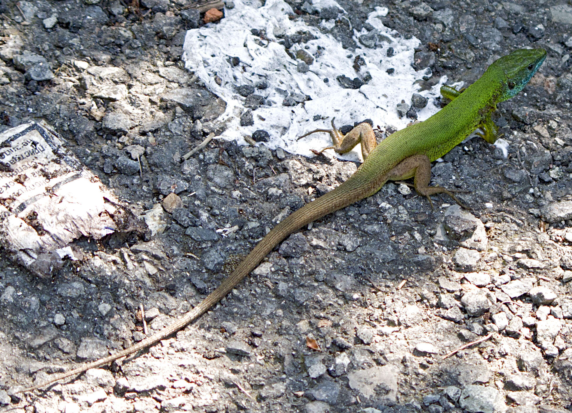 Image de Lacerta viridis (Laurenti 1768)