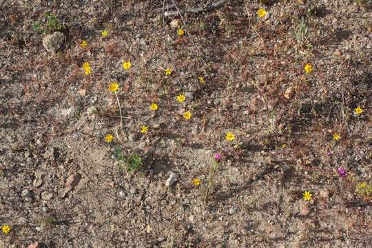 Image of Lyon's pygmydaisy