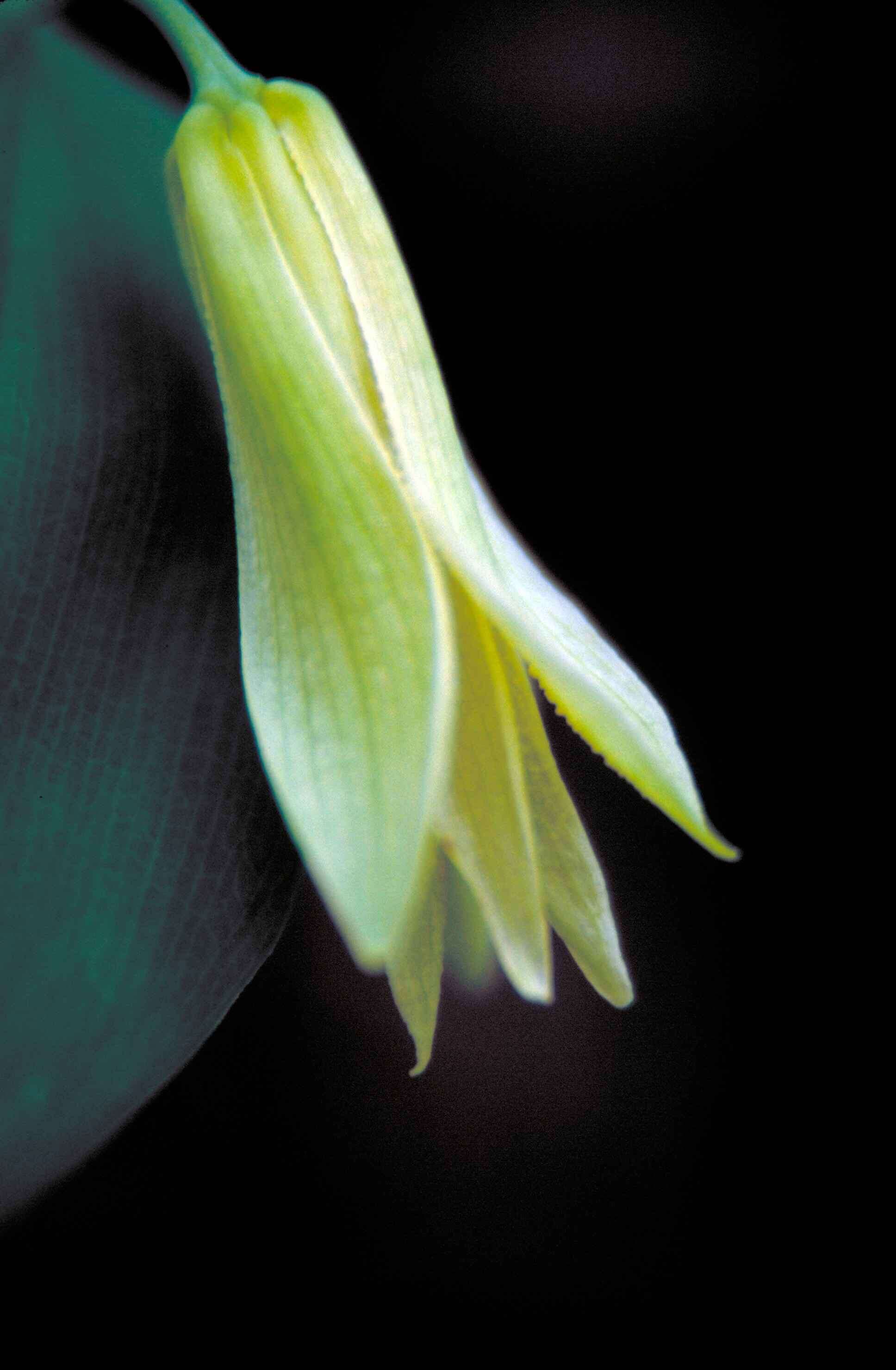 Image of sessileleaf bellwort