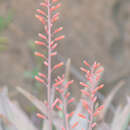 Image of Perry's aloe