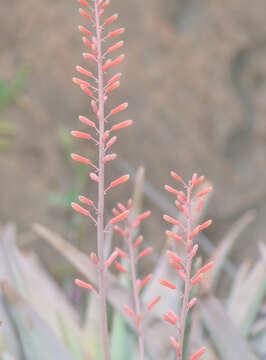 Image de Aloe perryi Baker