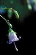 Image of small bonny bellflower