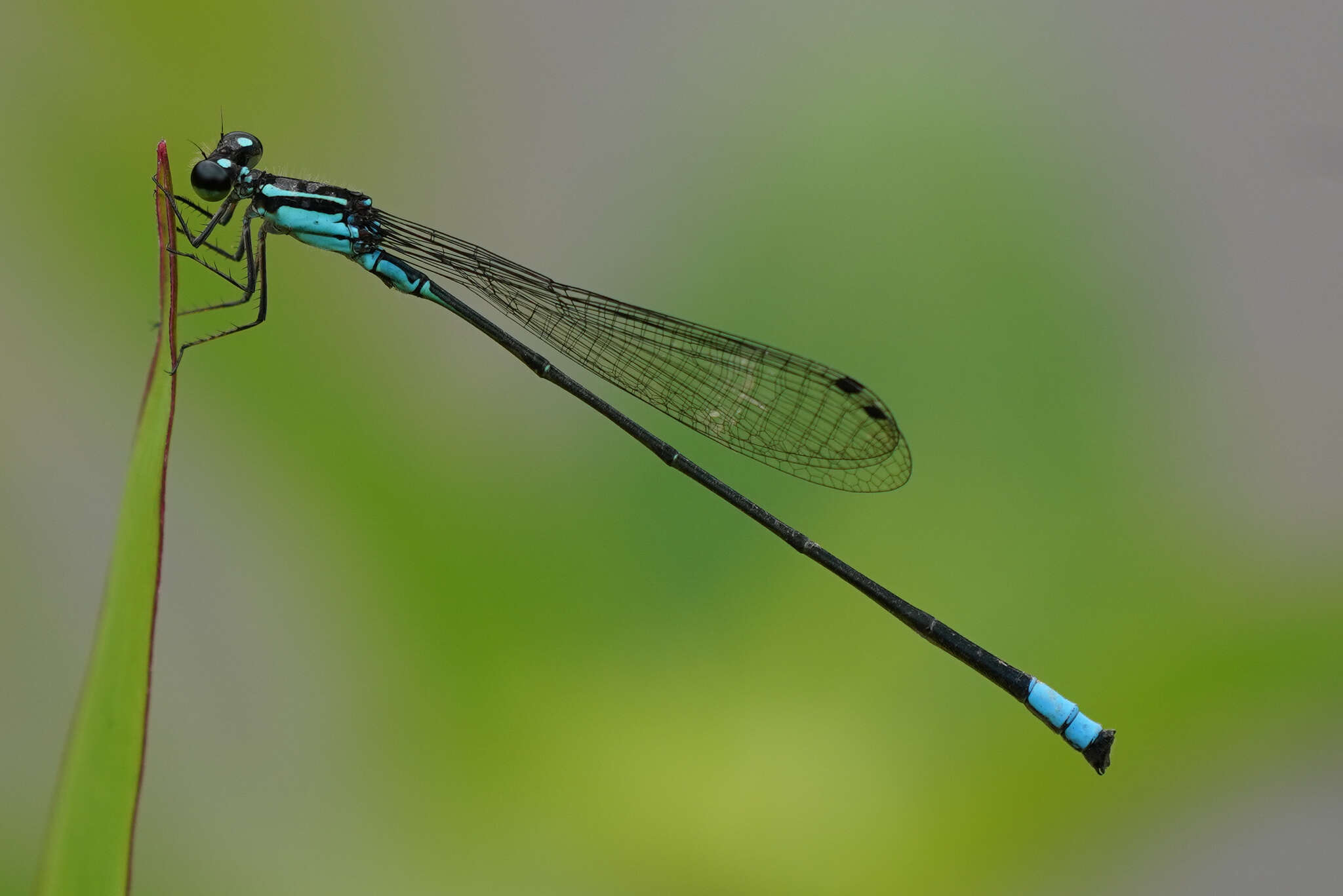 Sivun Acanthagrion trilobatum Leonard 1977 kuva