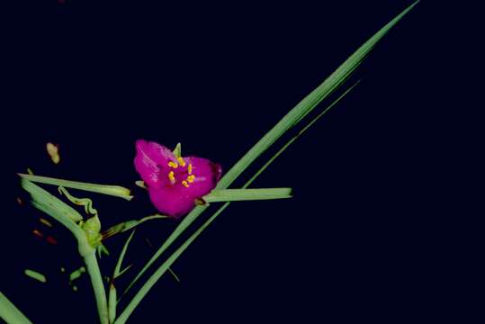 Слика од Tradescantia ohiensis Raf.