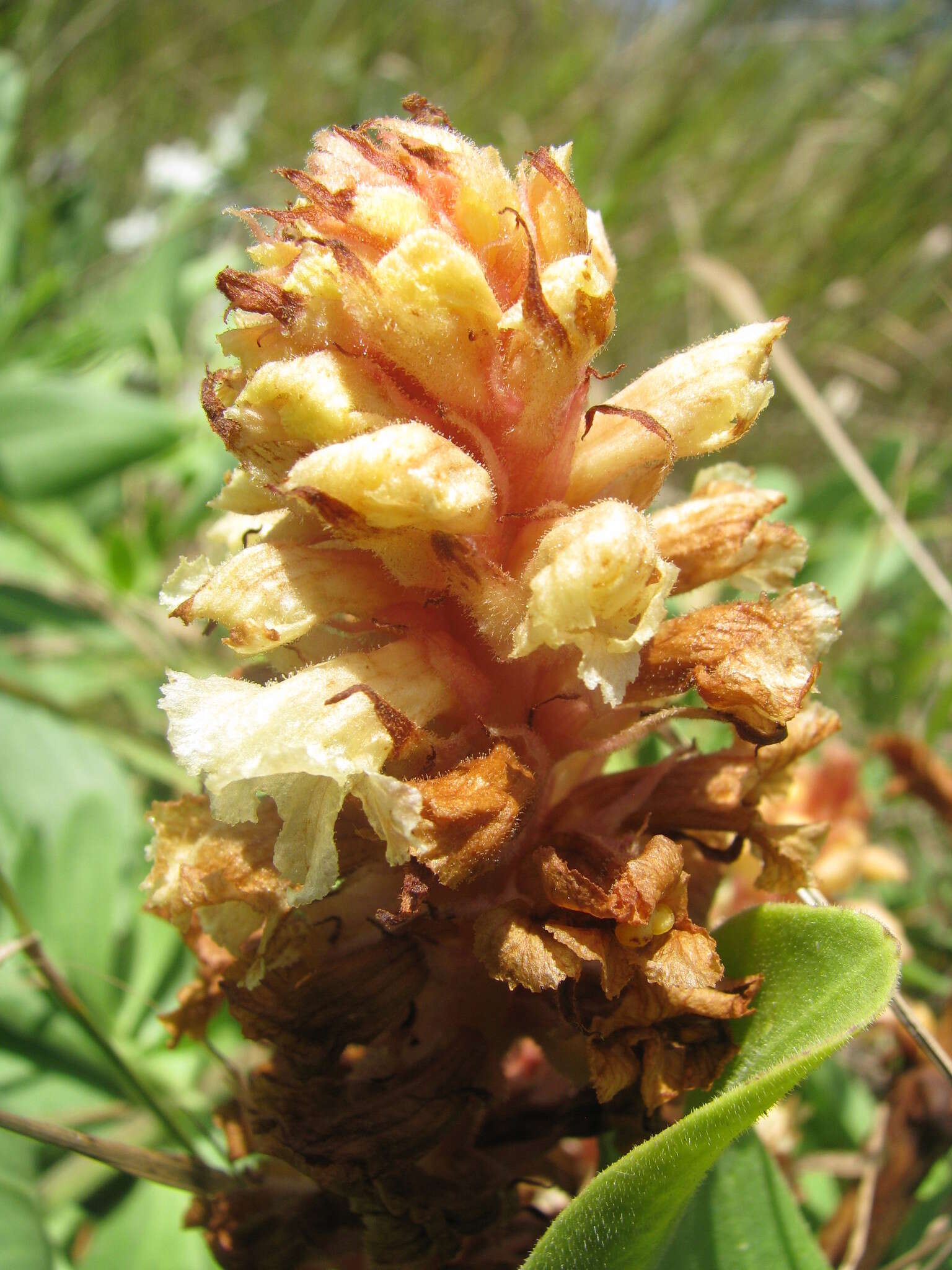 Imagem de Orobanche elatior subsp. elatior