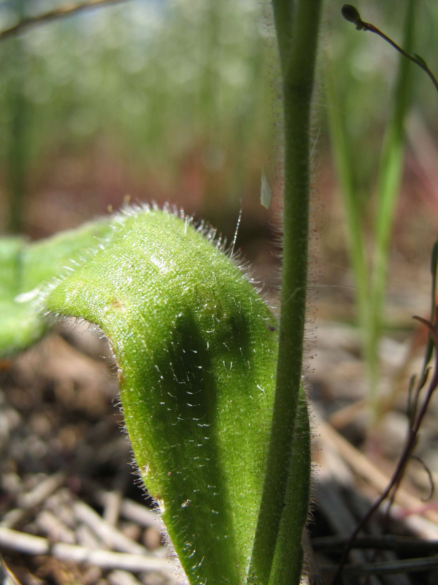 Caladenia flava subsp. flava resmi