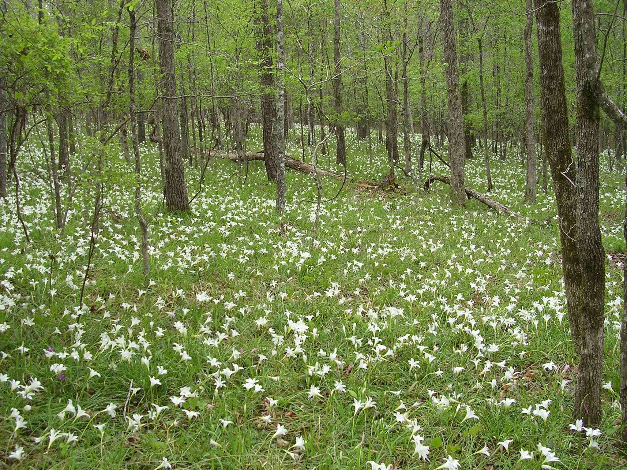 Zephyranthes atamasco (L.) Herb. resmi