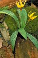 Imagem de Erythronium americanum Ker Gawl.