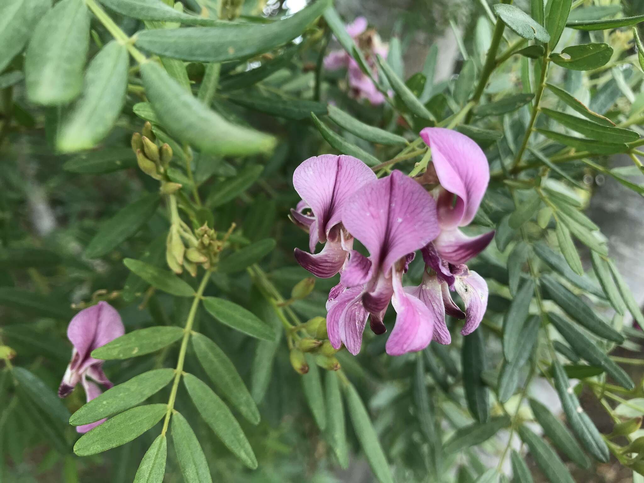 Image of Virgilia divaricata Adamson