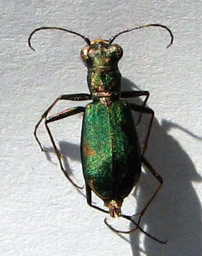 Image of Cliff tiger beetle