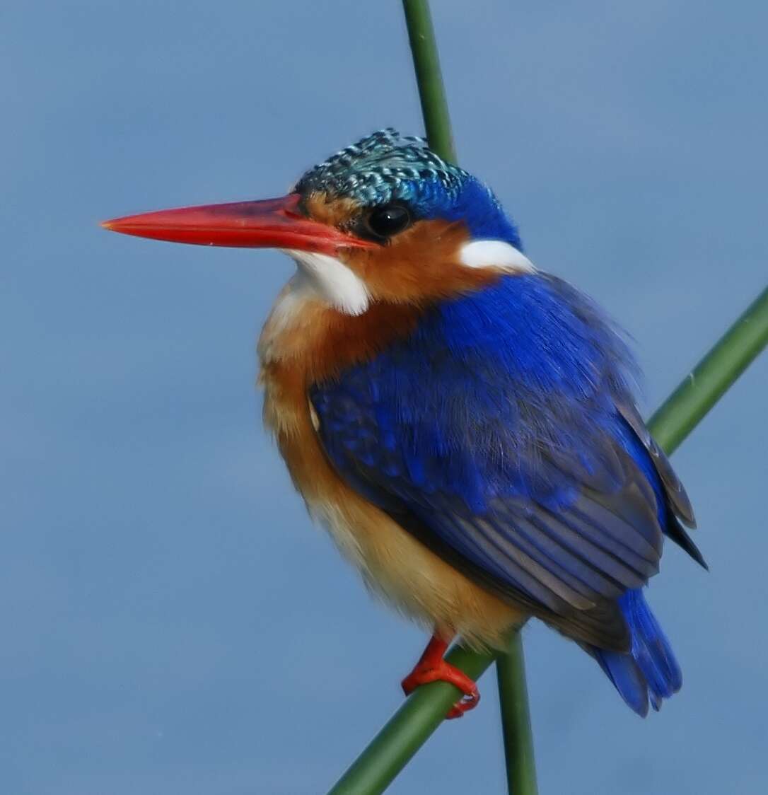 Image of Alcedo cristata