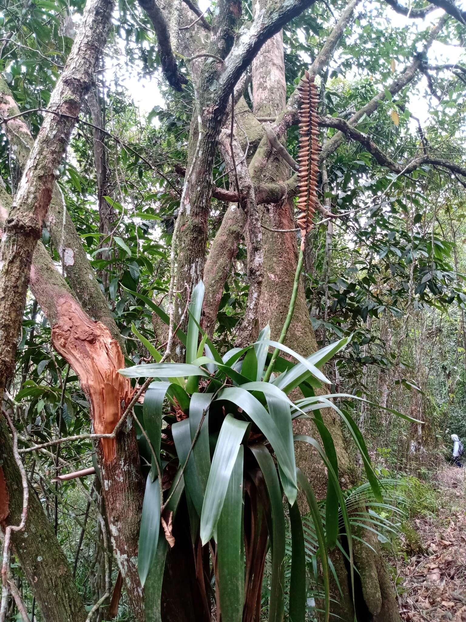 Image of Vriesea tijucana E. Pereira