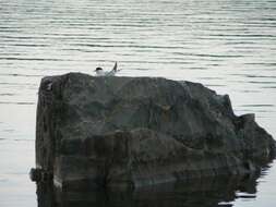 Image of Common Tern