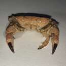 Image of Risso's crab