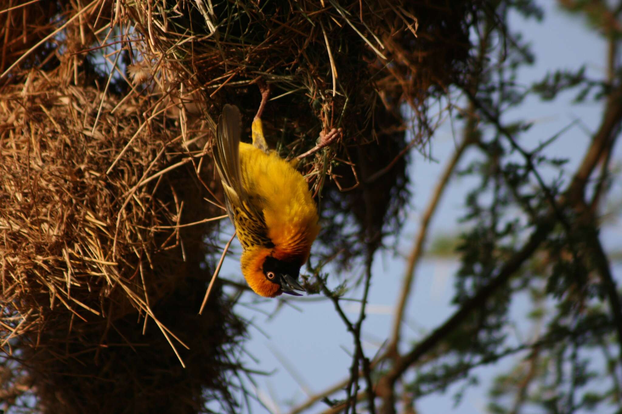 Image of Speke's Weaver