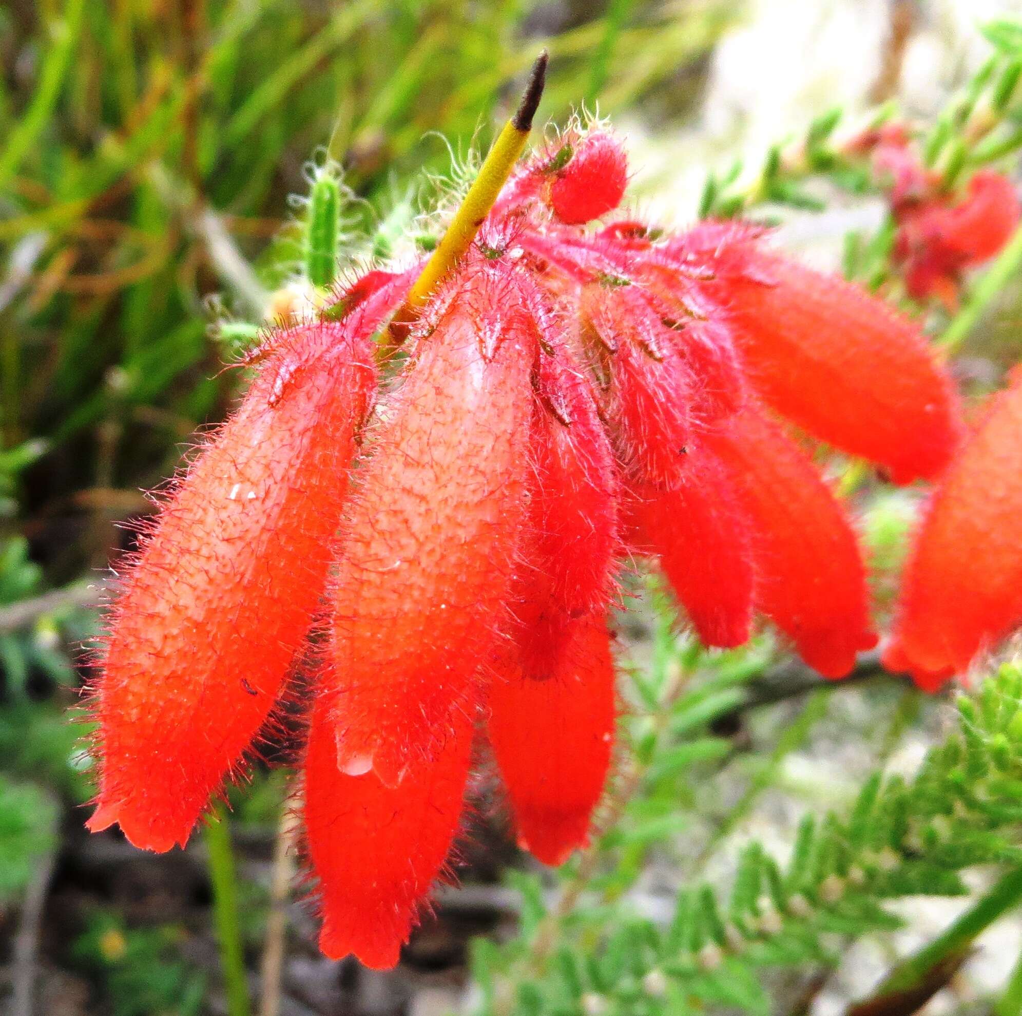 Imagem de <i>Erica <i>cerinthoides</i></i> subsp. cerinthoides