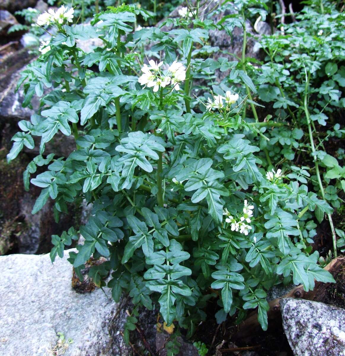 Image of Large Bittercress