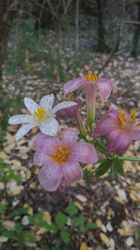 Image of redwood lily