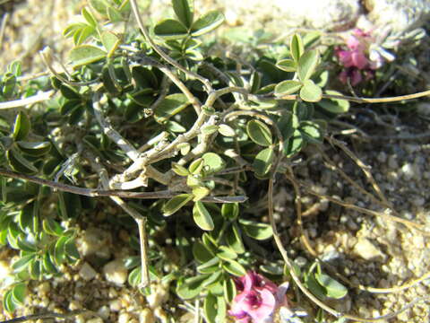 Imagem de Indigofera hololeuca Harv.