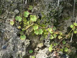 Imagem de Hydrocotyle moschata G. Forster