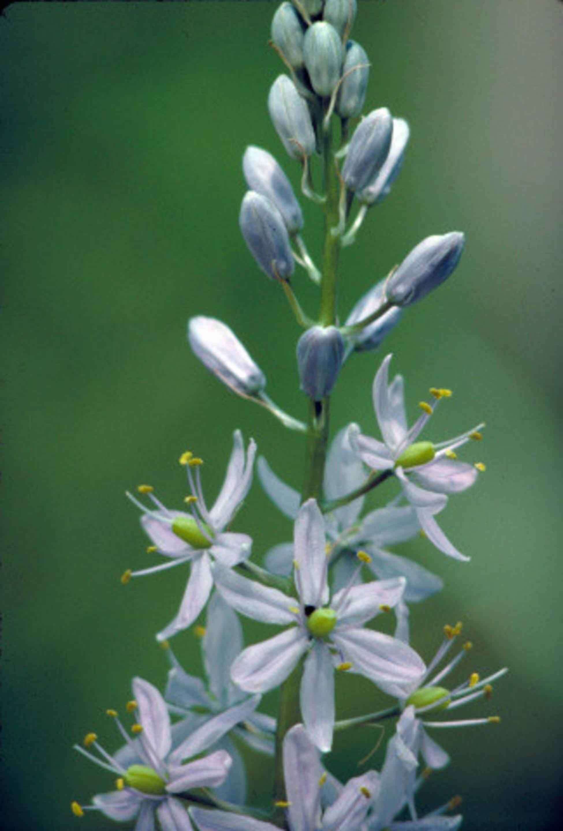 Imagem de Camassia scilloides (Raf.) Cory