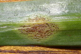 Image of Uromyces hyacinthi W. Schneid. 1927