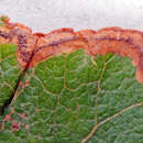 Stigmella trimaculella (Haworth 1828) Fletcher et al. 1945的圖片