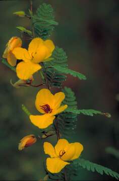 Image of partridge pea