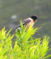 Image of Saxicola torquatus torquatus (Linnaeus 1766)