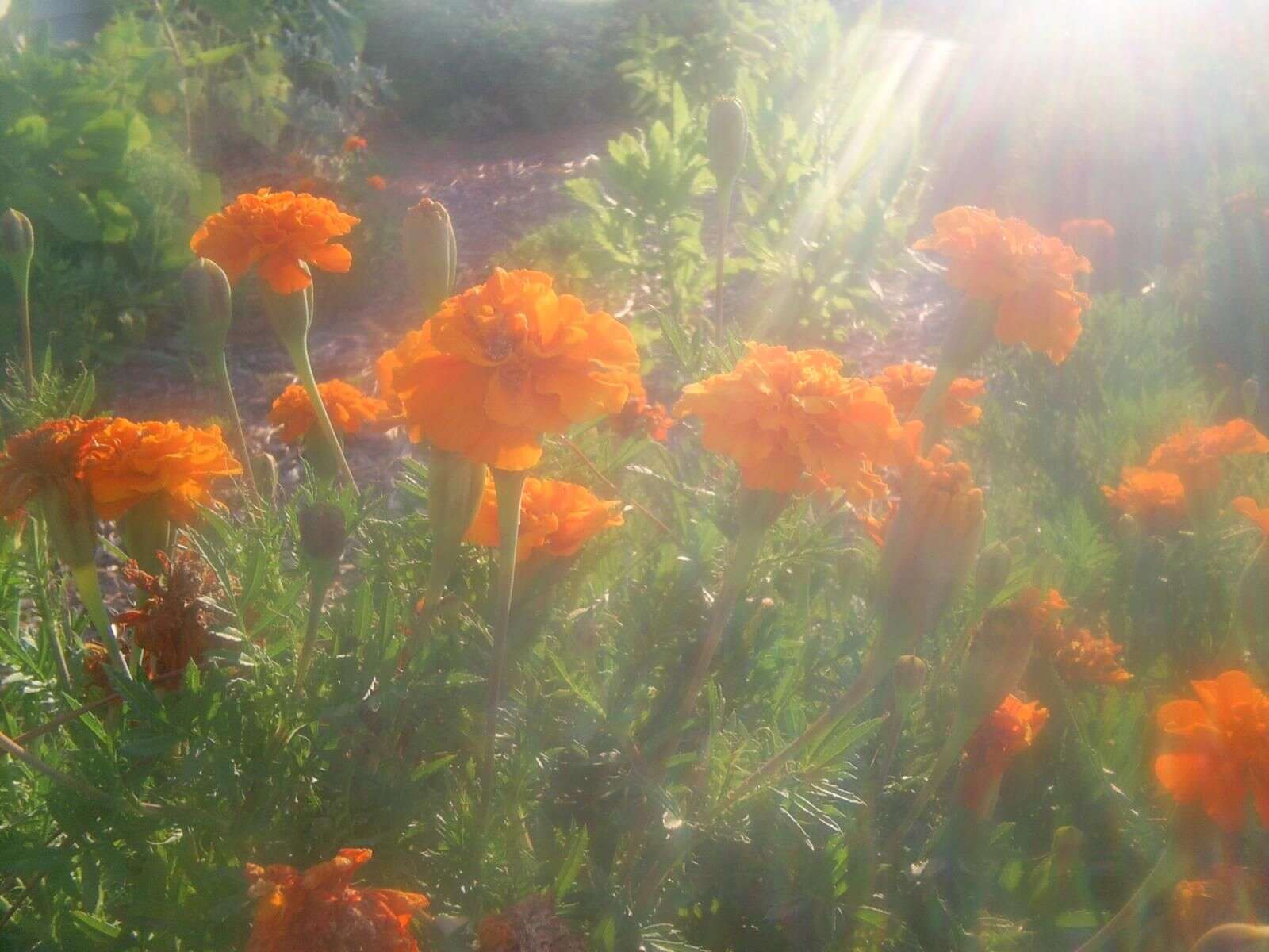 Plancia ëd Tagetes erecta L.