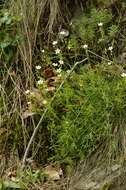 Image of Saxifraga fragosoi Sennen