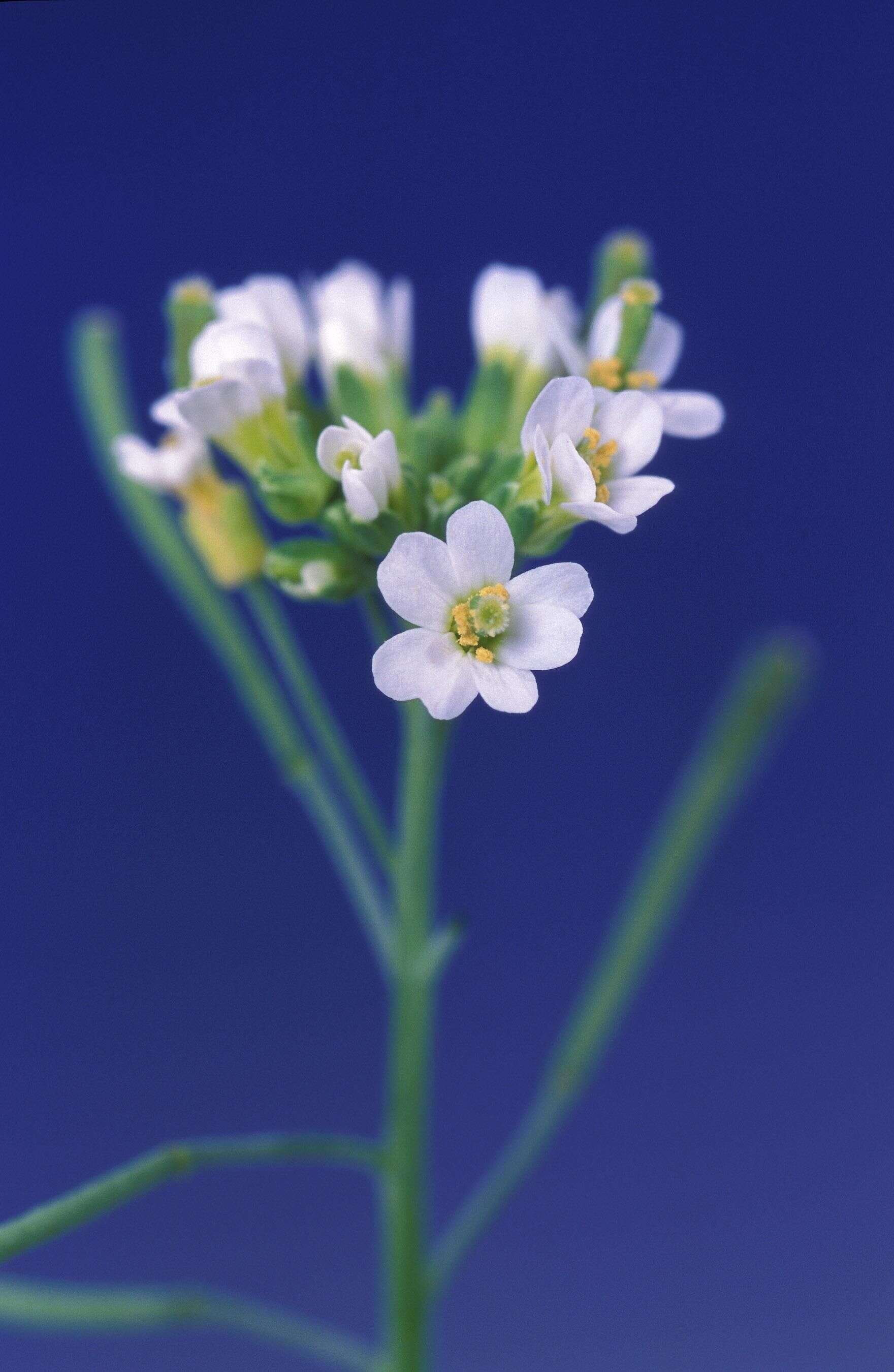 Image of Mouse-ear Cress