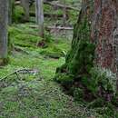 Image of Mossy Forest Shrew