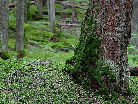 Image of Mossy Forest Shrew