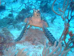 Image of Eretmochelys