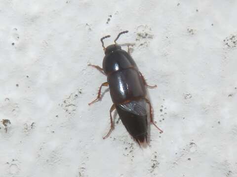 Image of Rove beetle