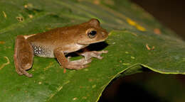 Image of Panama Cross-banded Treefrog