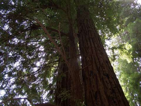 Image of redwood