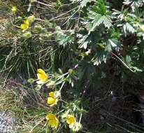 Слика од Potentilla crantzii (Crantz) Beck