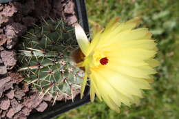 Image of Parodia buiningii (Buxb.) N. P. Taylor