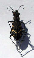 Image of Heath tiger beetle